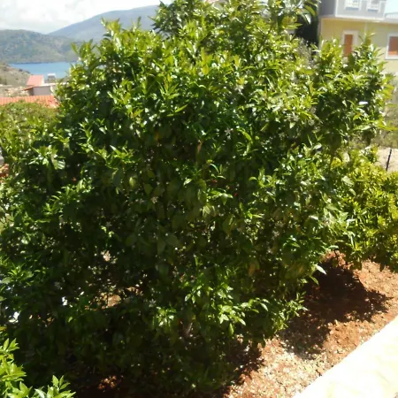 Aparthotel Dema *